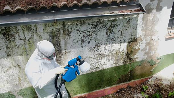 Top rated local Mold Removal specialists in Grapevine, TX